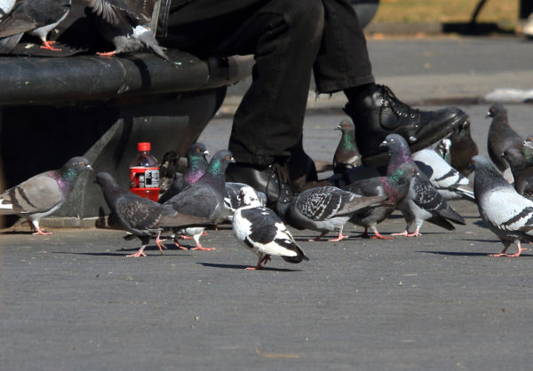 Washington Square Park pigeons eating seed