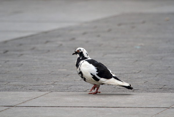 Washington Square Park black and white pigeon walking on path