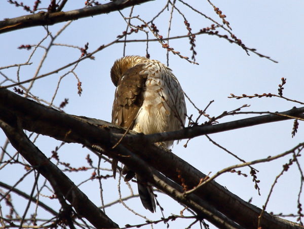 Cooper's Hawk preening back while on tree branch