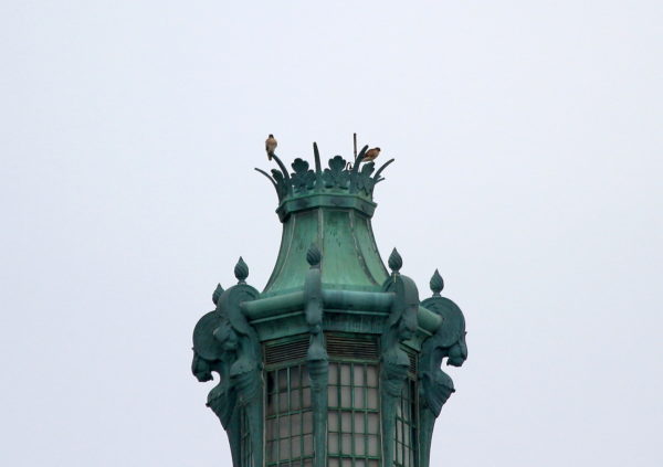 Washington Square Park Hawks sitting on Con Ed tower