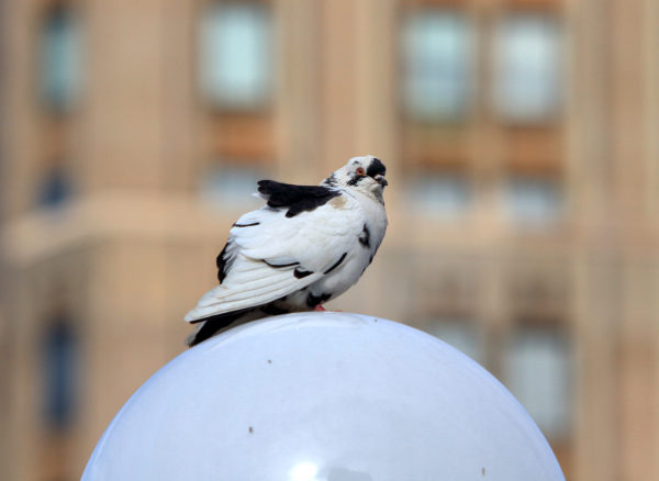 Washington Square Park pigeon sitting on lamp