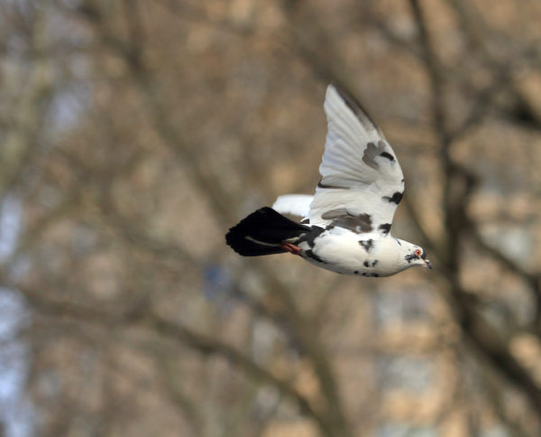 NYC pigeon flying in Washington Square Park