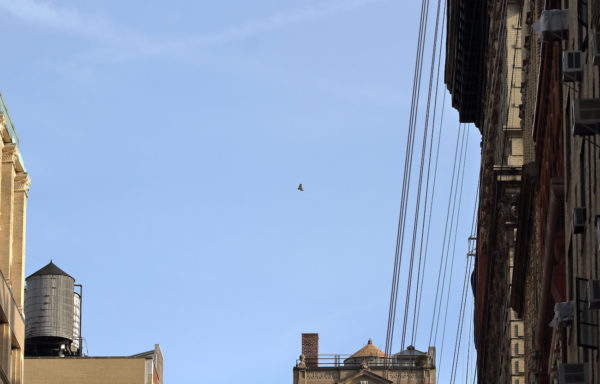 Hawk circling above Broadway