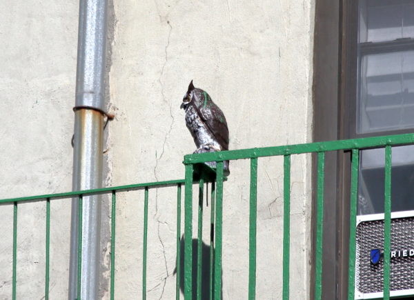 Owl decoy on NYC building fire escape
