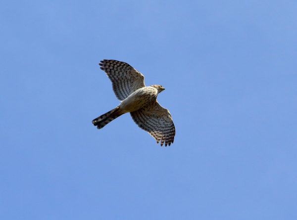 Cooper's Hawk flying over Washington Square Park