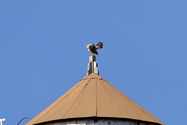 Cooper's Hawk preening tail feathers on water tower