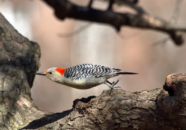 Red-bellied Woodpecker leaping from tree branch