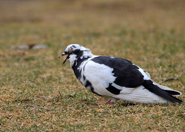 Black and white pigeon eating on Washington Square Park lawn