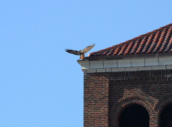 Sadie Hawk landing on Washington Square Park building corner