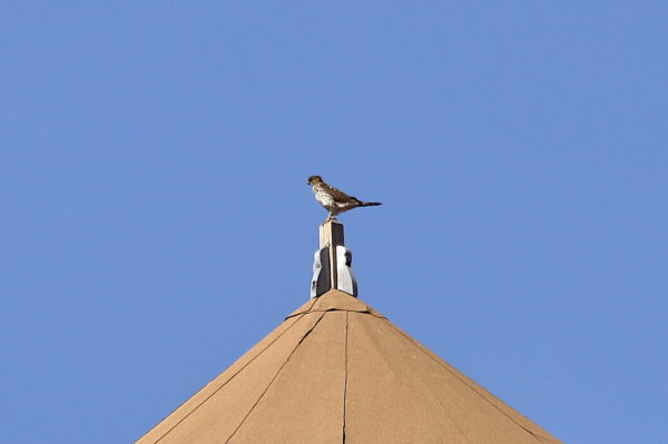 Cooper's Hawk perched on water tower