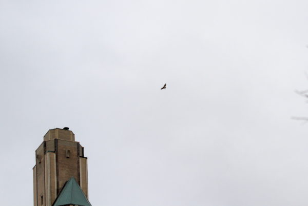 NYC Red-tailed Hawk Bobby circling building