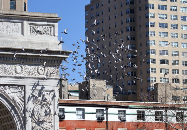 Washington Square Park pigeon flock flying near park arch