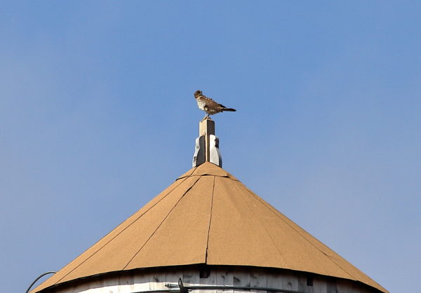 Cooper's Hawk standing on water tower