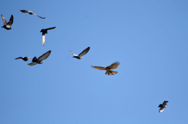 Cooper's Hawk hunting pigeons in Washington Square Park