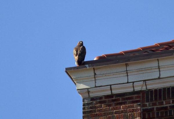 Sadie Hawk looking back on her perch