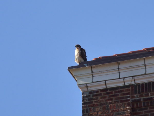 Sadie Hawk sitting on her Washington Square Park building