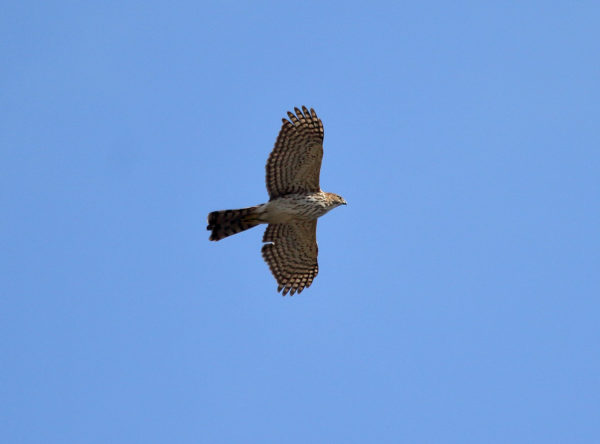 Cooper's Hawk flying in Washington Square Park