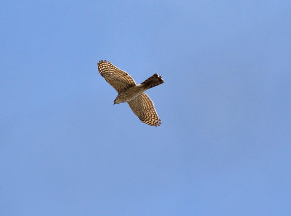 Cooper's Hawk flying above Washington Square Park