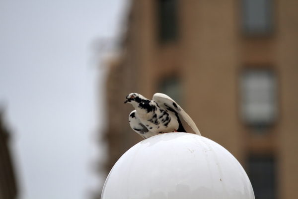 Washington Square Park black and white pigeon on lamp