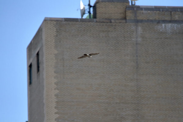 Cooper's Hawk flying in Washington Square Park