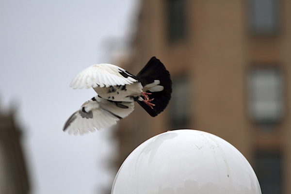 Washington Square Park pigeon flying off lamp