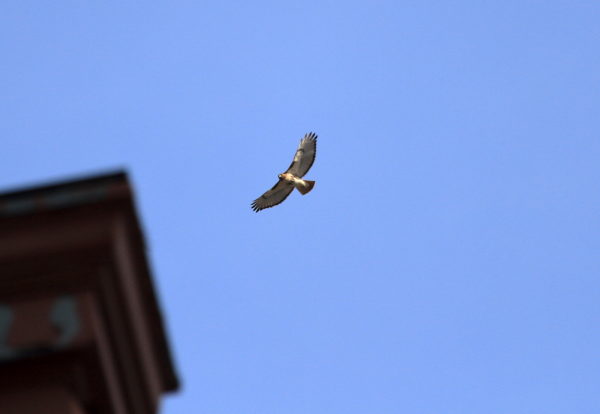 Bobby Hawk circling over Cooper Square buildings