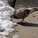 NYC Pigeon eating seed near snow