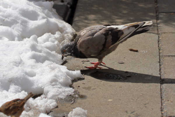 NYC Pigeon eating seed near snow