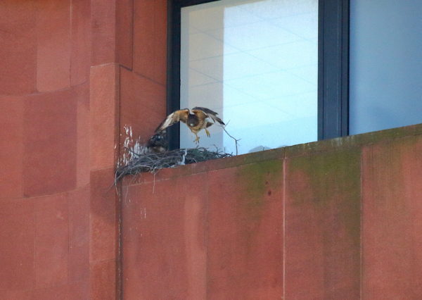 Sadie Hawk flying out of NYU nest
