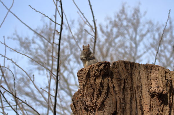 Washington Square Park squirrel sitting up on a tree stump