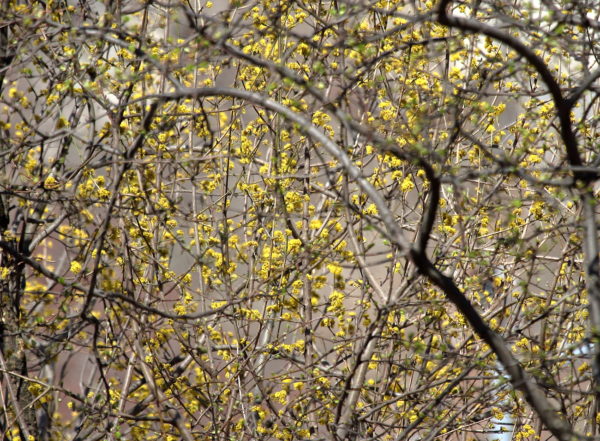 Washington Square Park 2019 spring blooms