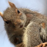 Preening Washington Square Park squirrel