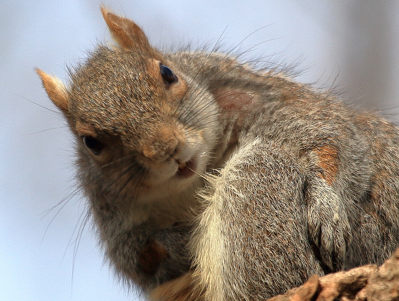 Preening Washington Square Park squirrel