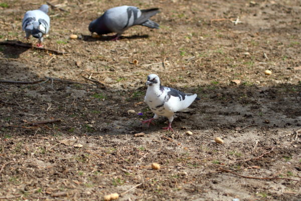 Park pigeons on Washington Square Park lawn