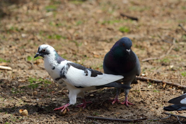 Washington Square Park pigeons