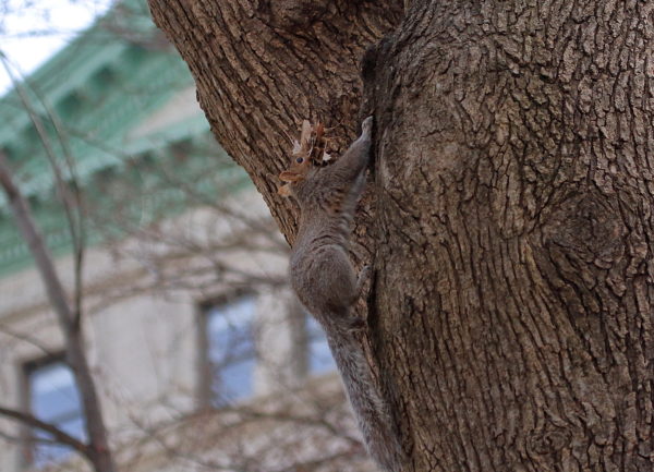 Washington Square Park squirrel running up tree with leaves in mouth