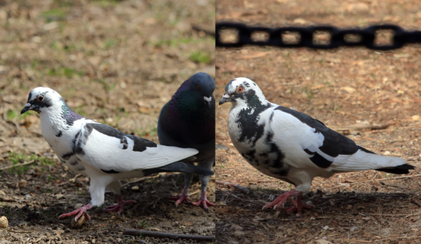 Pigeon comparison