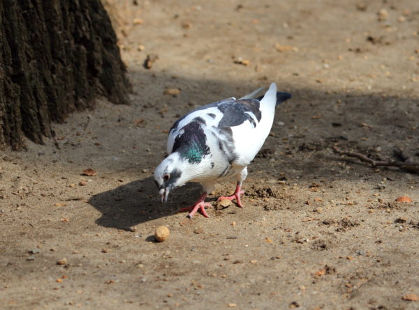 Park pigeon eating peanut