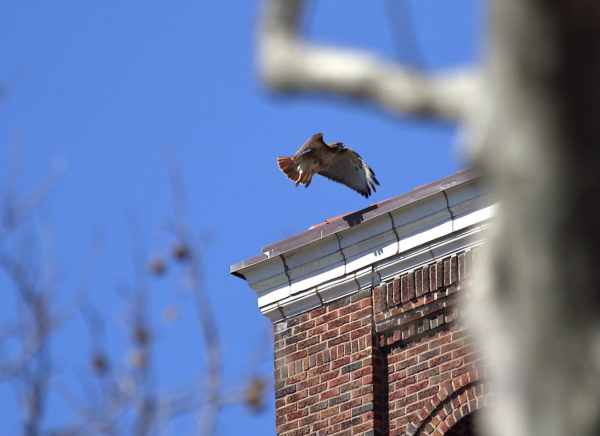 Sadie Hawk leaping from corner perch