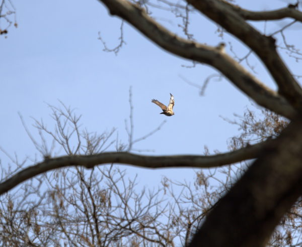 Sadie Hawk flying over trees