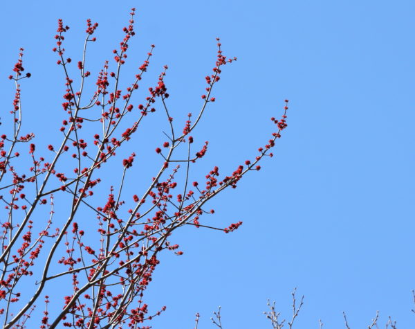 Red spring blooms on a tree
