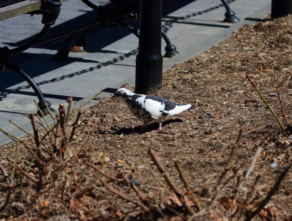 Black and white pigeon walking Washington Square Park
