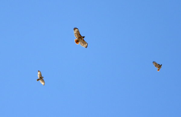 Three Hawks flying above Washington Square Park