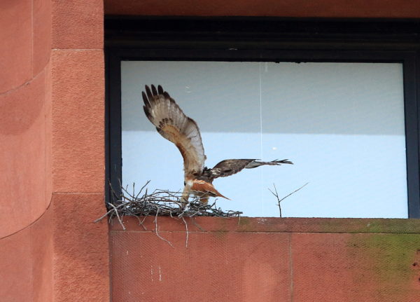 Sadie landing on Hawk nest
