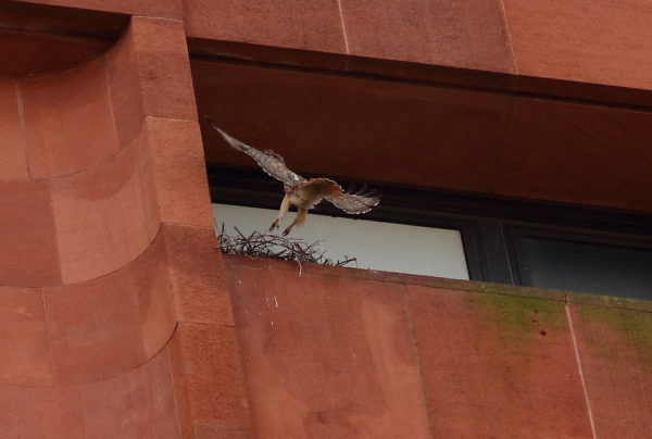 Hawk landing in nest
