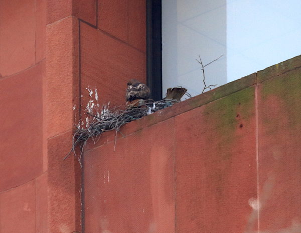 Both Hawks sitting in nest