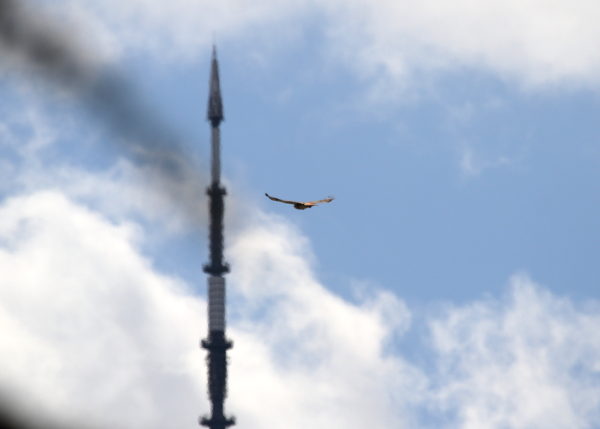 Bobby Hawk flying with distant One World Trade Center tower