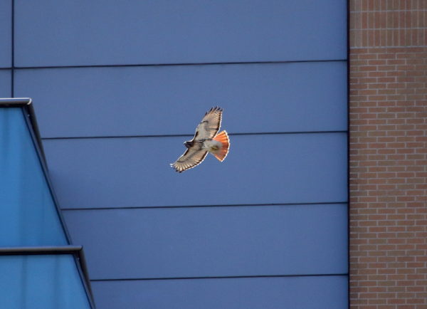 Bobby Hawk flying by buildings