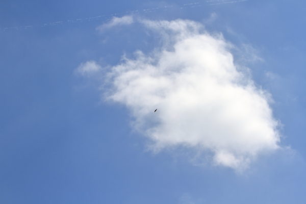 Sadie Hawk flying high above Washington Square Park