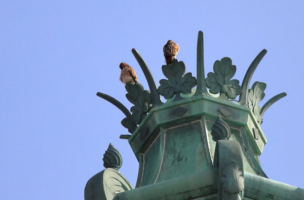 Both Hawks on the Con Edison tower